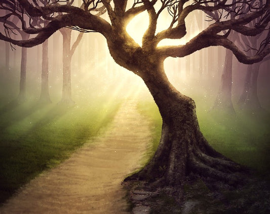 Mystical forest pathway