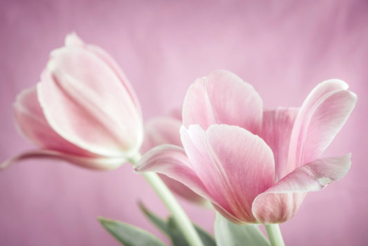 Curl of the tulip