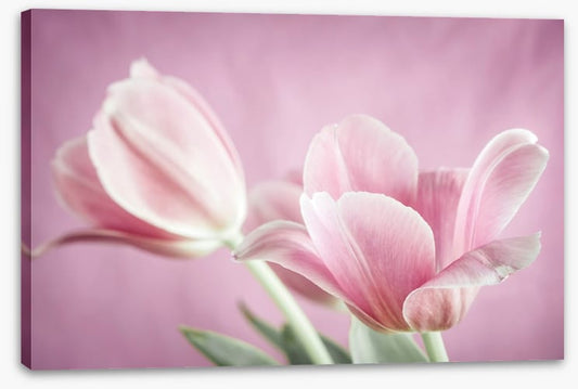 Curl of the tulip