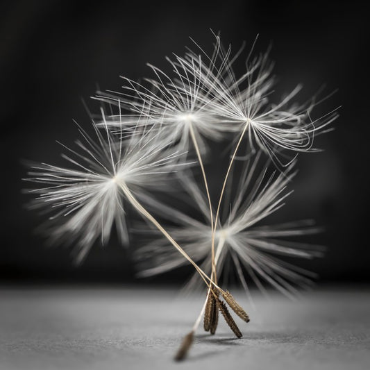 Dandelion dance