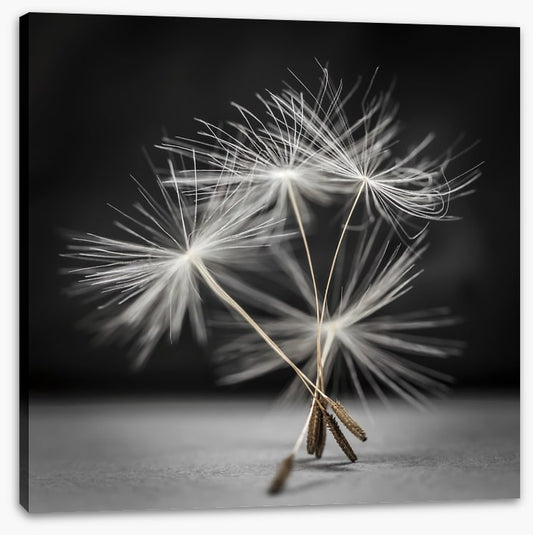 Dandelion dance