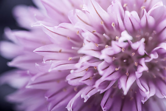 Chive blossom