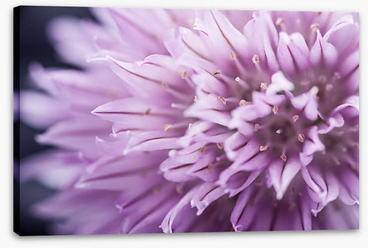Chive blossom