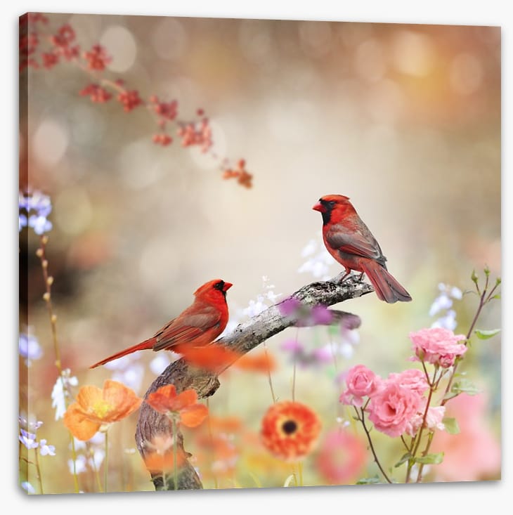 Northern cardinals