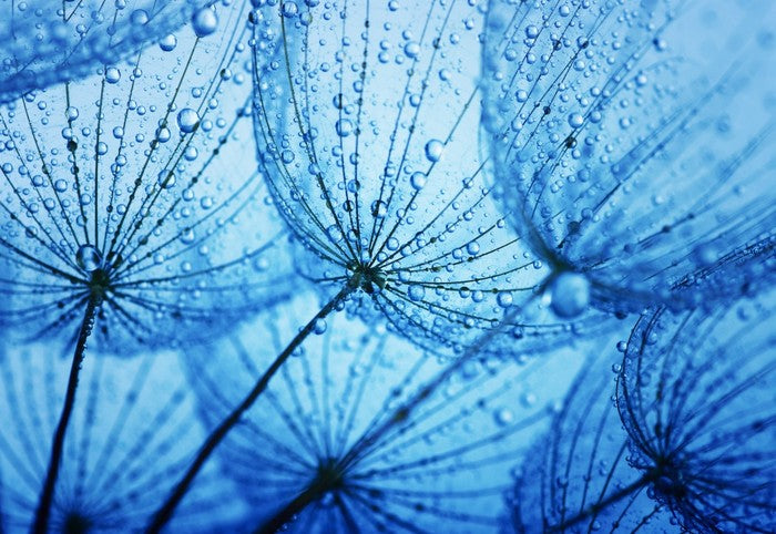 Dandelion blues