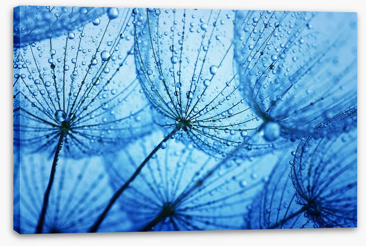 Dandelion blues