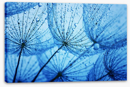 Dandelion blues