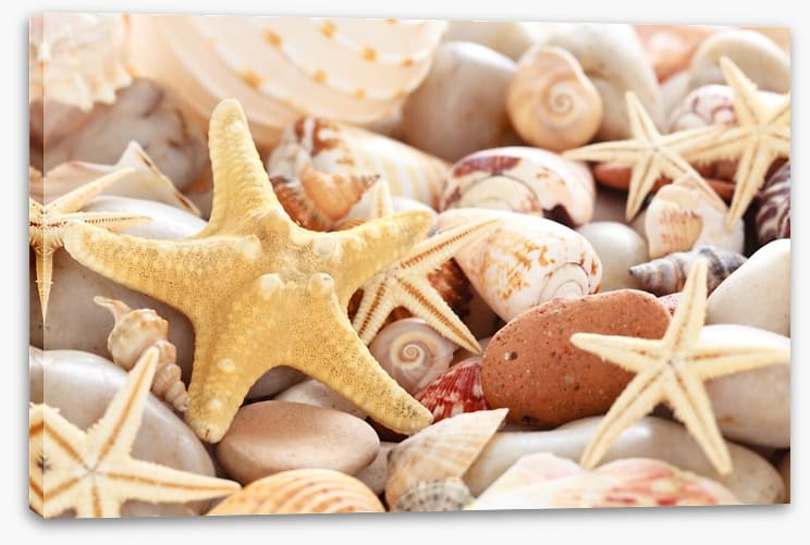 Seashells