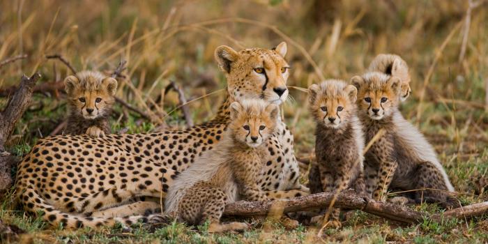 Cheetah cub club