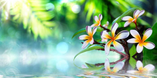 Frangipani water garden