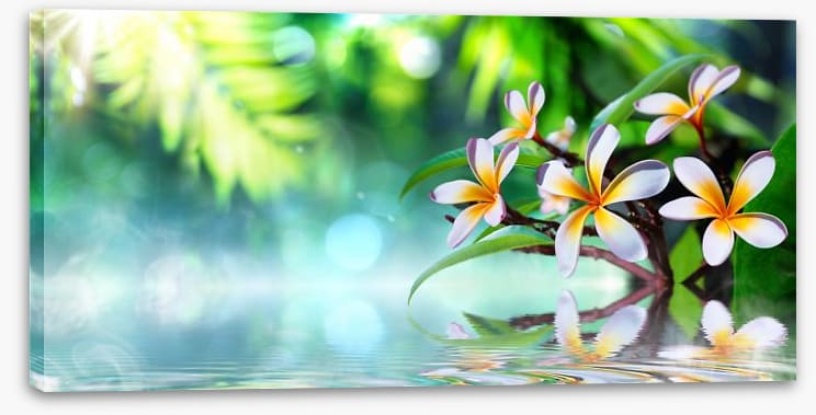 Frangipani water garden