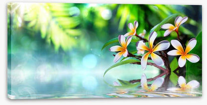 Frangipani water garden