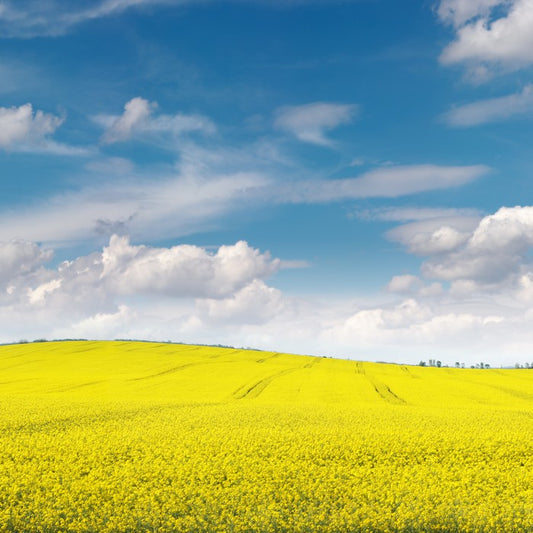 Meadows