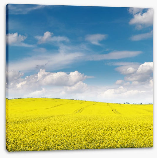 Meadows
