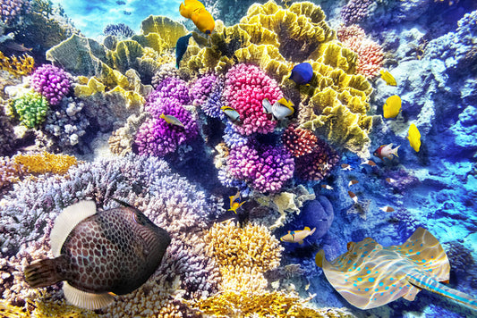 At the coral reef