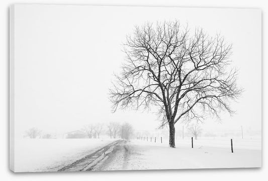 Lone tree in the snow storm