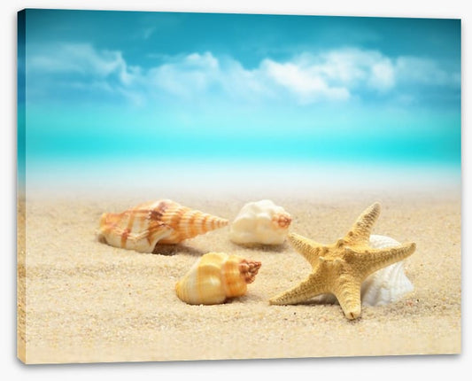 Starfish and seashells