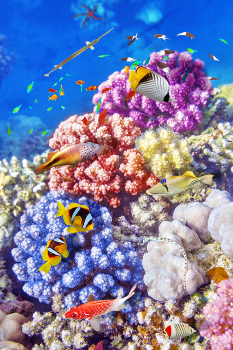 Sea garden swim