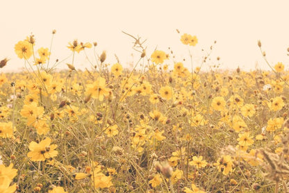 Yellow cosmos meadow