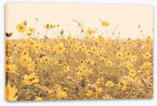 Yellow cosmos meadow