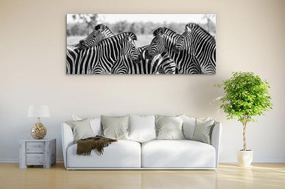 Zebra herd panoramic