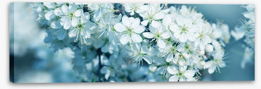 Fresh blossom panorama
