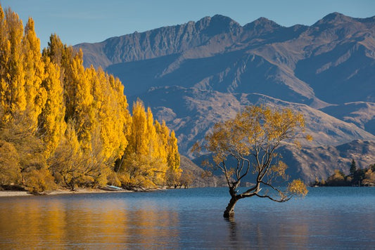 Autumn at Lake Wanaka