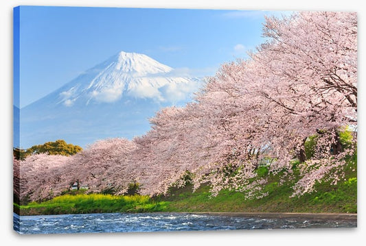 Sakura and Mount Fuji
