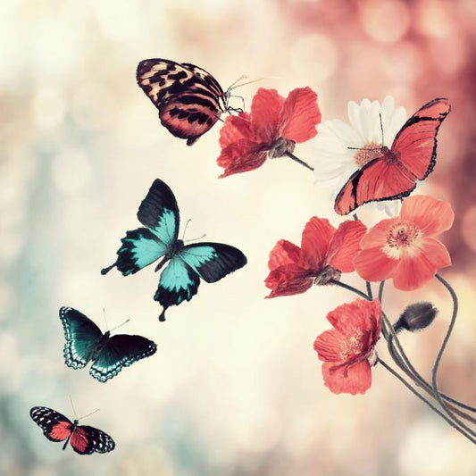 Five butterflies