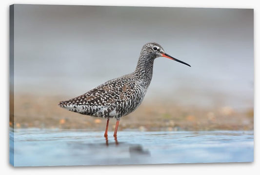 Spotted redshank