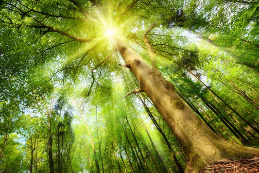 Beech for the sky