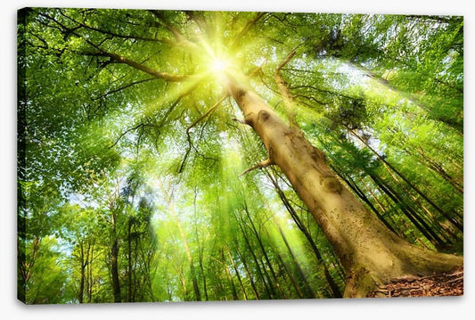 Beech for the sky
