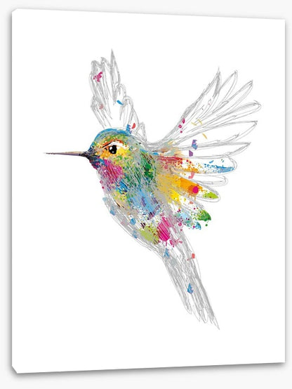 Rainbow honey-eater