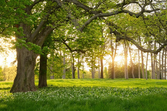 Old oak sunlight