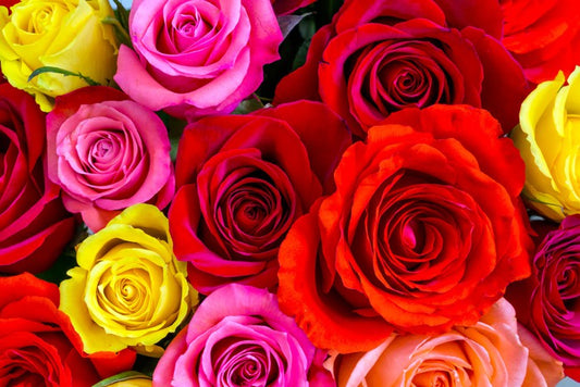 Beautiful bright roses