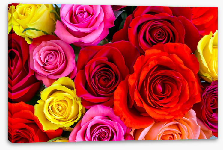 Beautiful bright roses