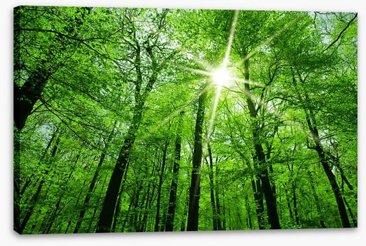 Spring forest sunburst