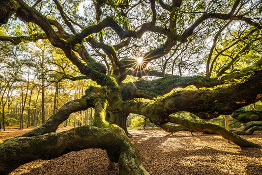 Trees