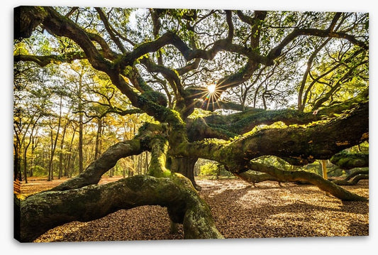 Trees
