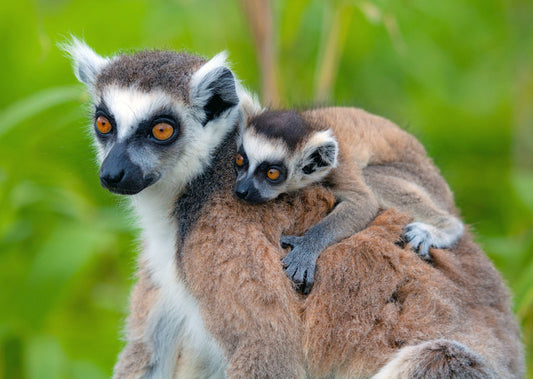 Mammals