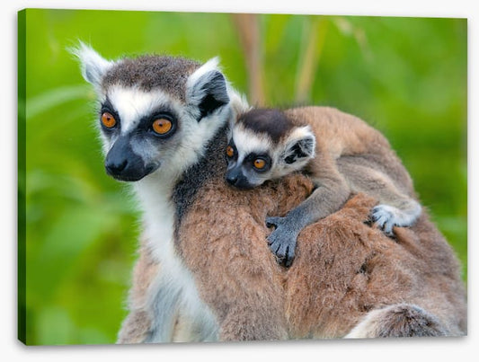 Mammals