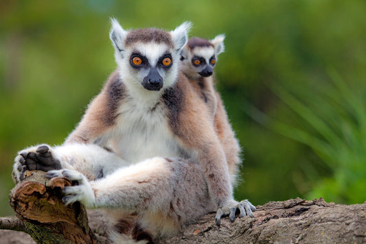 Mammals