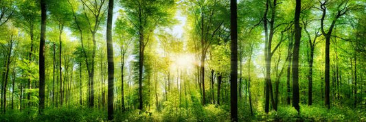 Heart of the forest