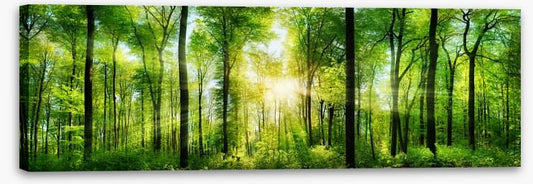 Heart of the forest