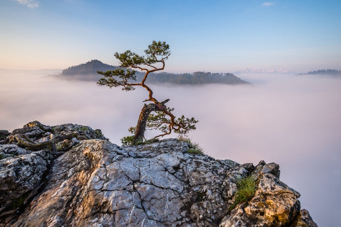 Ruling the mist