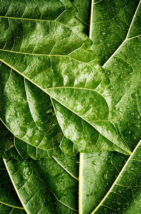 Leaves