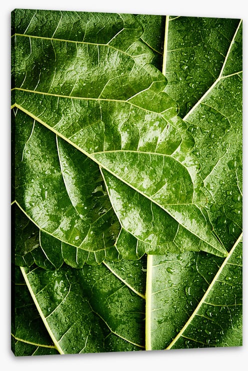 Leaves