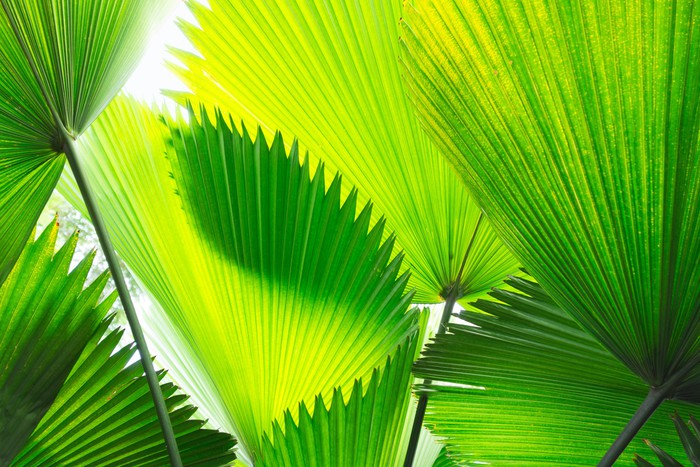 Green palm fronds