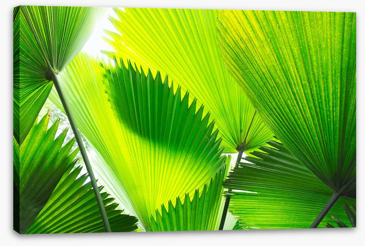 Green palm fronds