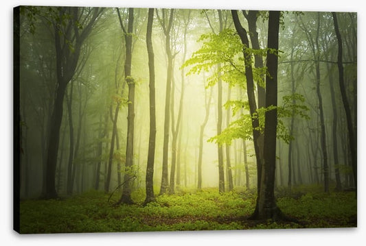 Forests